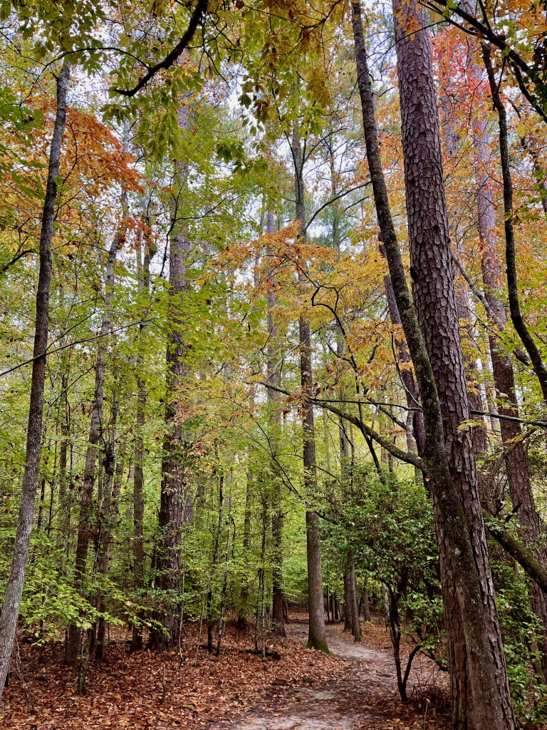 Little Creek Loop Trail in Raven Rock State Park, by travel blogger Wandering the Gap