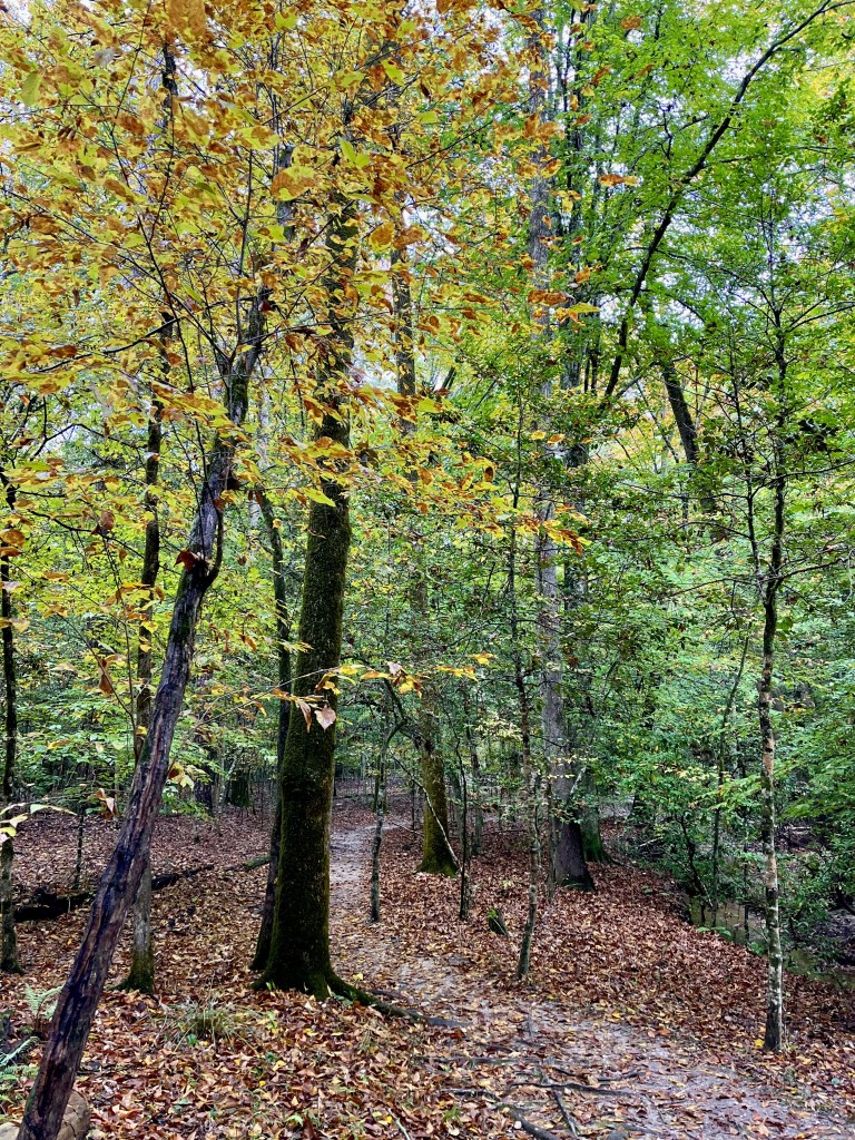 Little Creek Loop Trail in Raven Rock State Park, by travel blogger Wandering the Gap