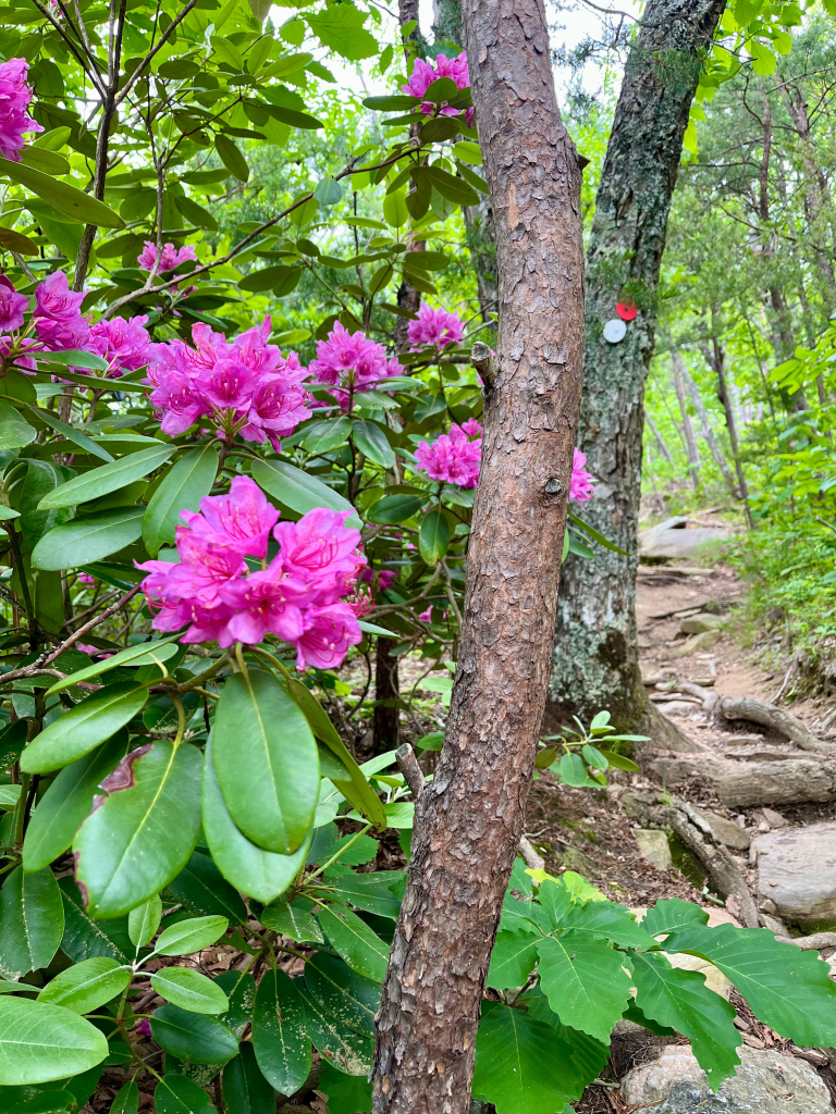 Moore's Wall Loop Trail + Kuhl hiking pants review, by travel blogger Wandering the Gap