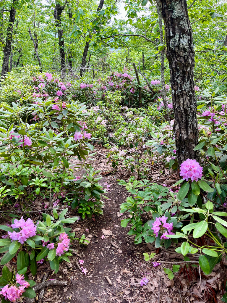 Moore's Wall Loop Trail + Kuhl hiking pants review, by travel blogger Wandering the Gap