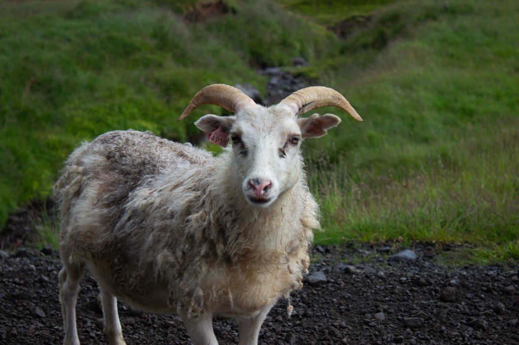 Iceland itinerary, by travel blogger Wandering the Gap