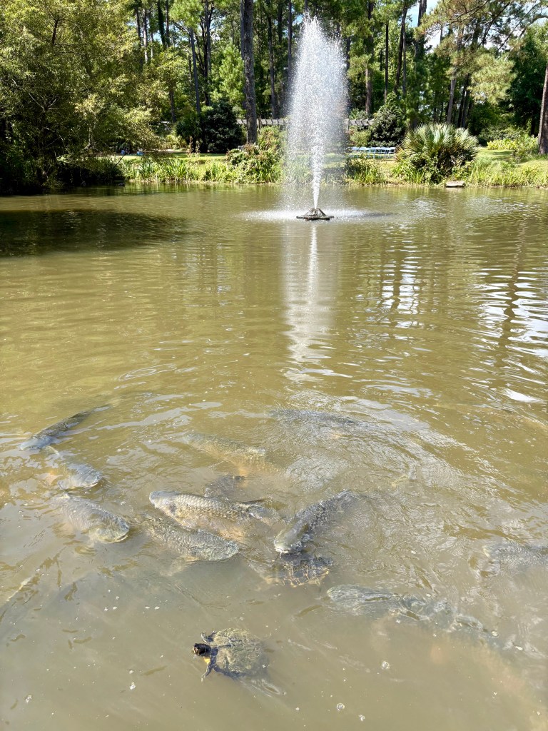 Things to do in Fayetteville, NC, by travel blogger Wandering the Gap