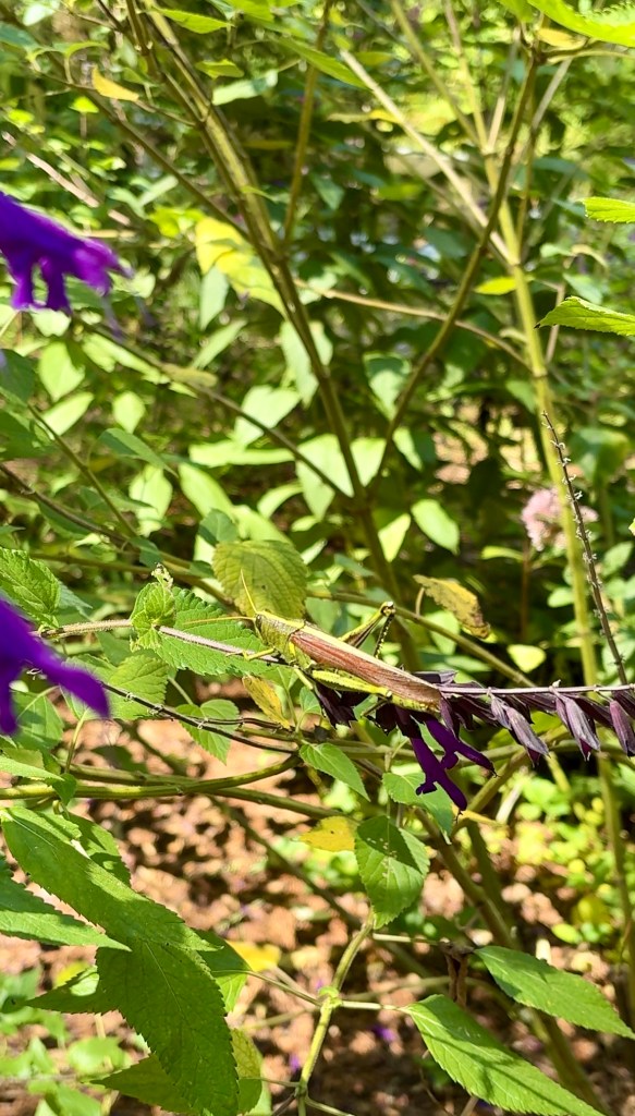 Things to do in Fayetteville, NC, by travel blogger Wandering the Gap