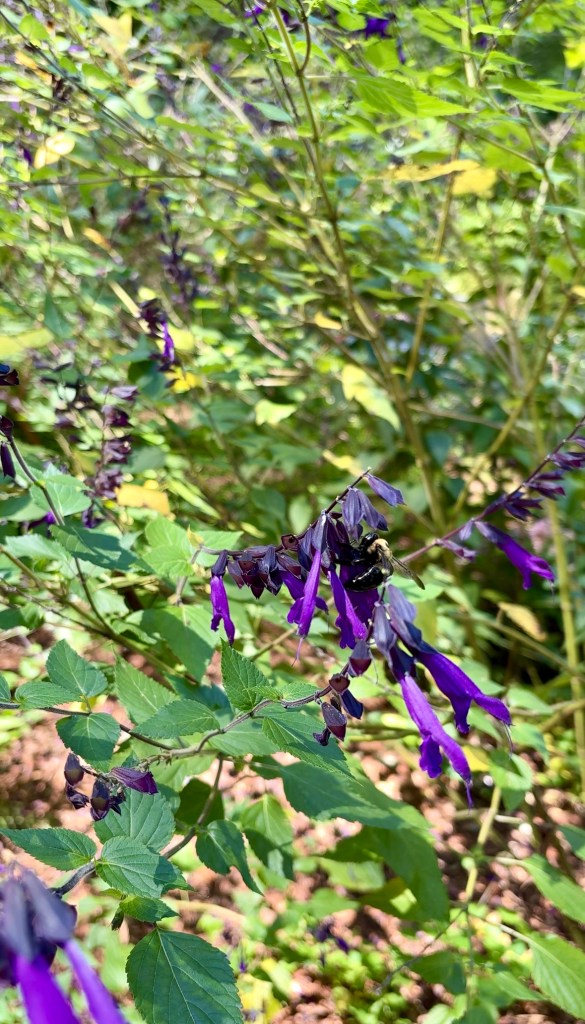 Things to do in Fayetteville, NC, by travel blogger Wandering the Gap