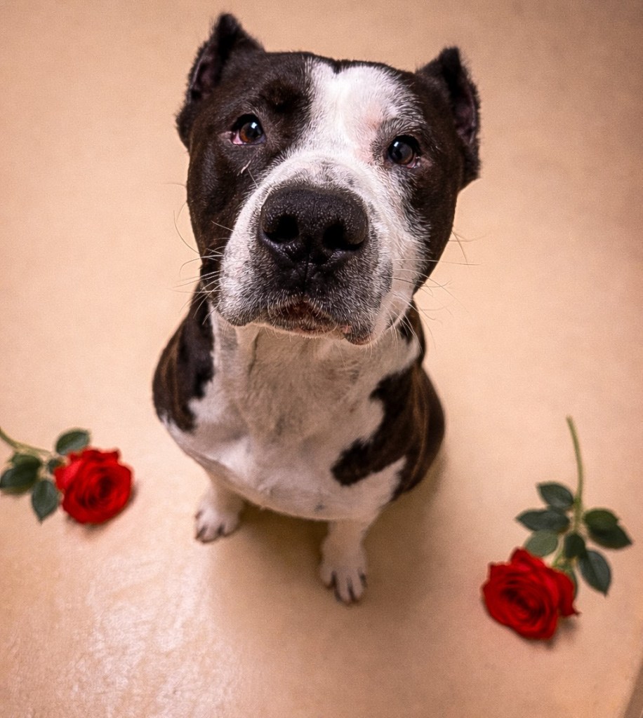 Valentine's Day gift ideas, by lifestyle blogger Wandering the Gap