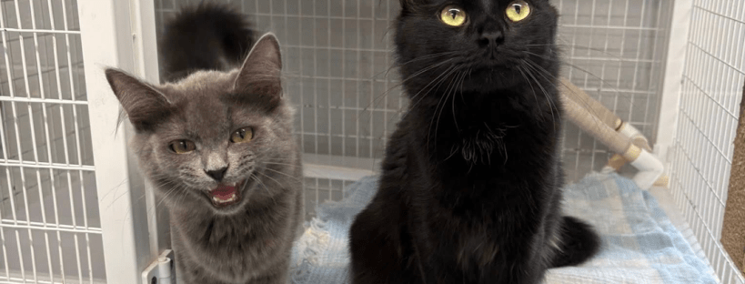 Valentine's Day gift ideas, by lifestyle blogger Wandering the Gap